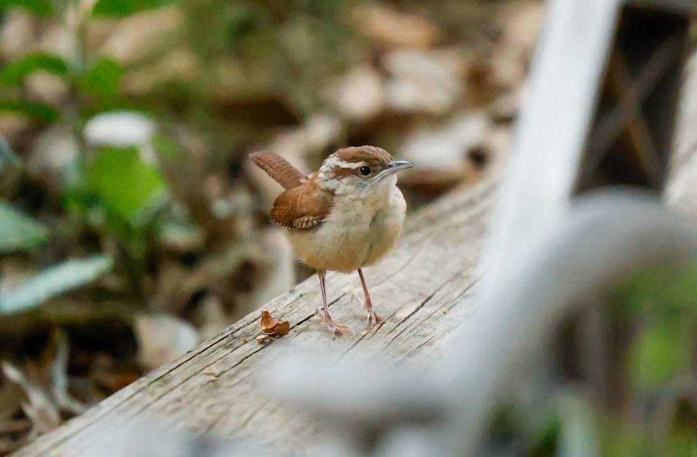 <p>A Carolina Wren sits in a garden near the Horseshoe on the morning of Oct. 8, 2024. The Carolina Wren is the state bird of South Carolina</p>