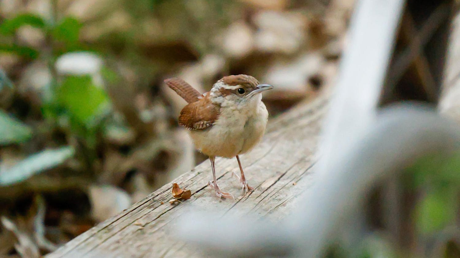 A Carolina Wren sits in a garden near the Horseshoe on the morning of Oct. 8, 2024. The Carolina Wren is the state bird of South Carolina