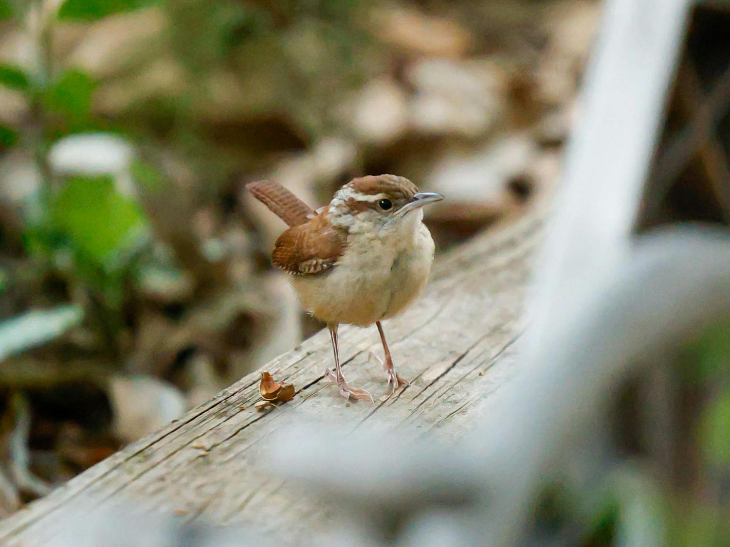 A Carolina Wren sits in a garden near the Horseshoe on the morning of Oct. 8, 2024. The Carolina Wren is the state bird of South Carolina