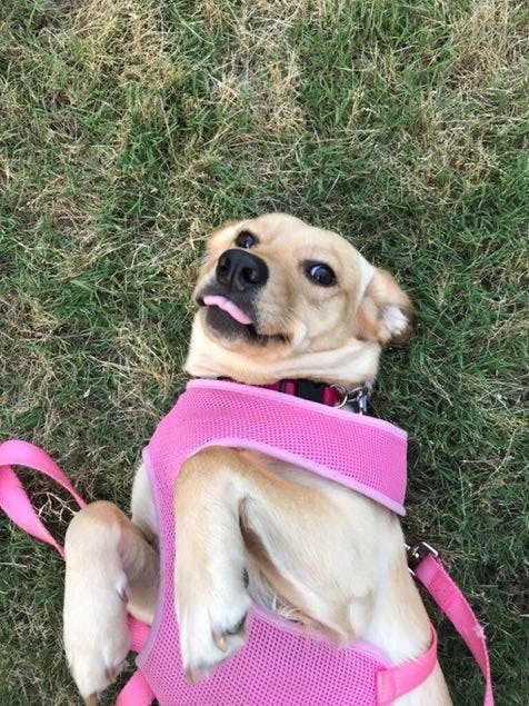 Lily Mae's favorite treat is a Starbucks Pup Cup and is training to be an emotional support animal.