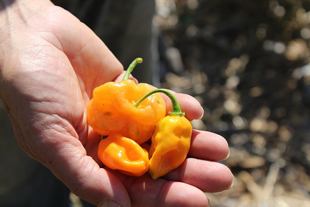 Peppers from the farm are held after picking. Meet Your Cremator grows over 40 different types of peppers.