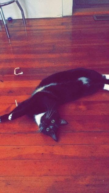 Hooks will be three years old in June.