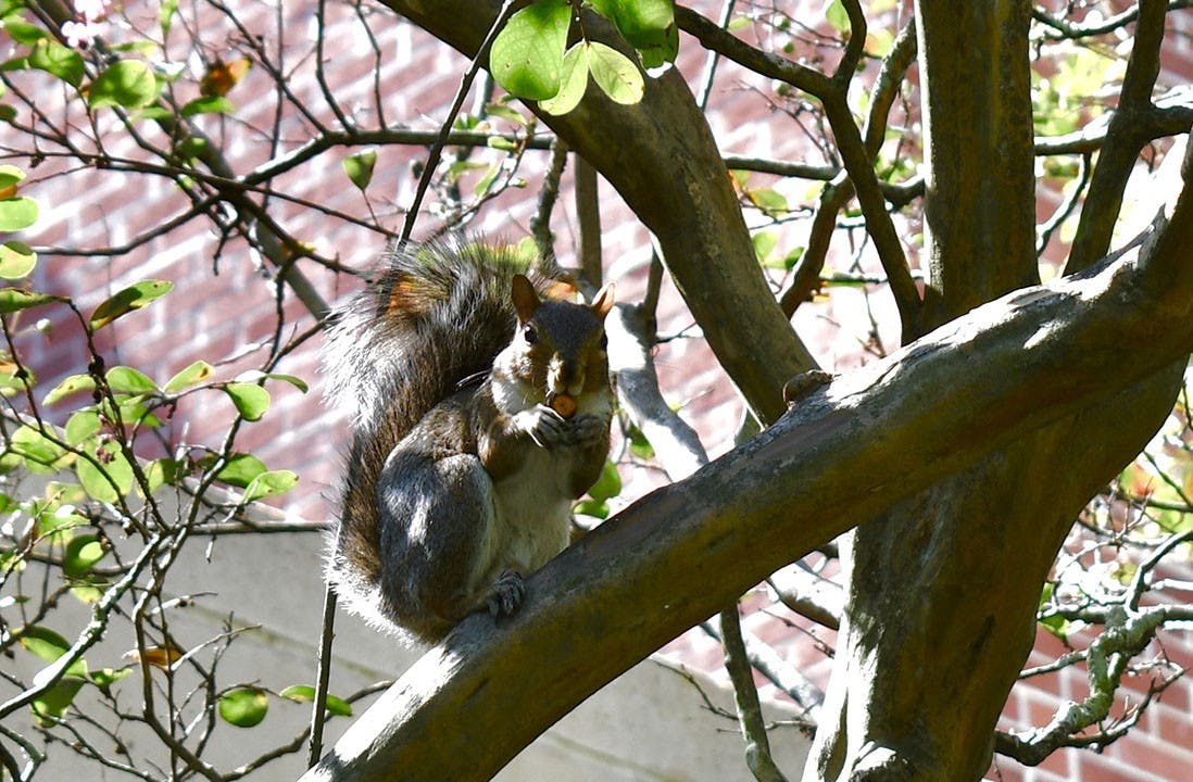 One of the campus squirrels eats a nut while sitting on a tree branch outside of Russell House.