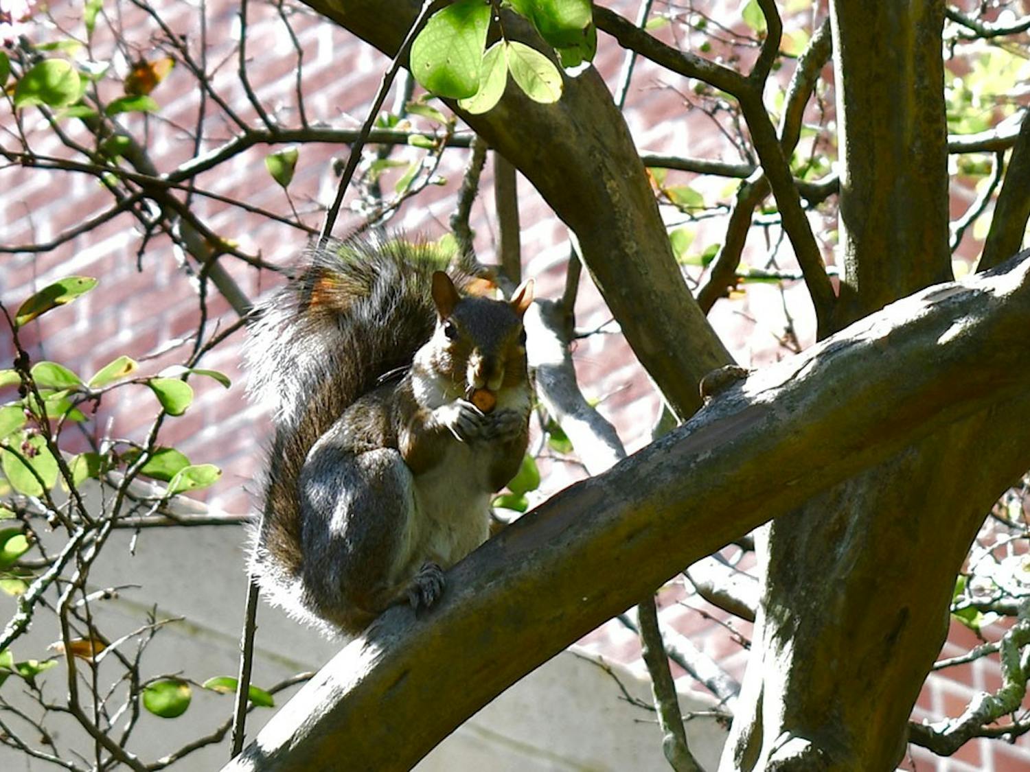 One of the campus squirrels eats a nut while sitting on a tree branch outside of Russell House.