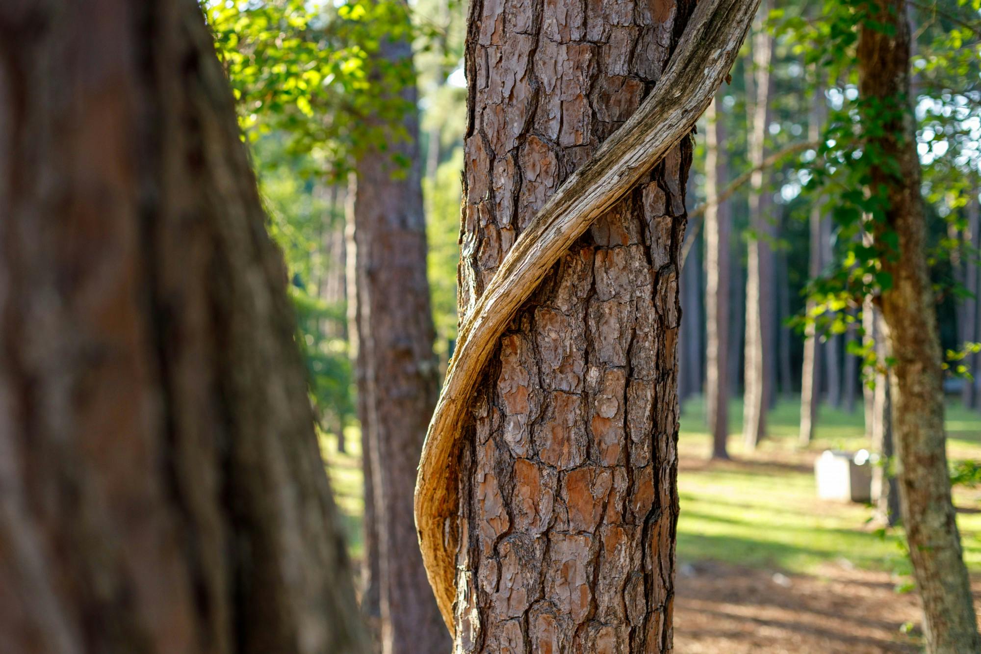 A vine twists around a tree in a grove at Sesquicentennial State Park. The park was created by the Civilian Conservation Corps. It has hiking trails, streams, a pond, camping sites, a dog park and plenty of forest and fields.