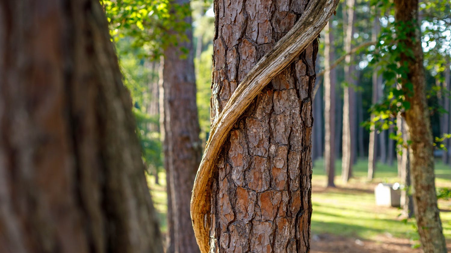 A vine twists around a tree in a grove at Sesquicentennial State Park. The park was created by the Civilian Conservation Corps. It has hiking trails, streams, a pond, camping sites, a dog park and plenty of forest and fields.