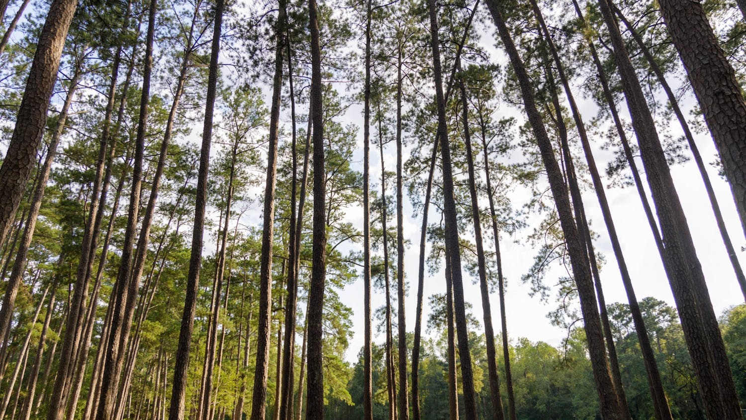 A grove of trees at "Sesqui," or Sesquicentennial State Park. Sesquicentennial State Park was created by the Civilian Conservation Corps and has hiking trails, streams, a pond, camping sites, a dog park and plenty of forest and fields.&nbsp;