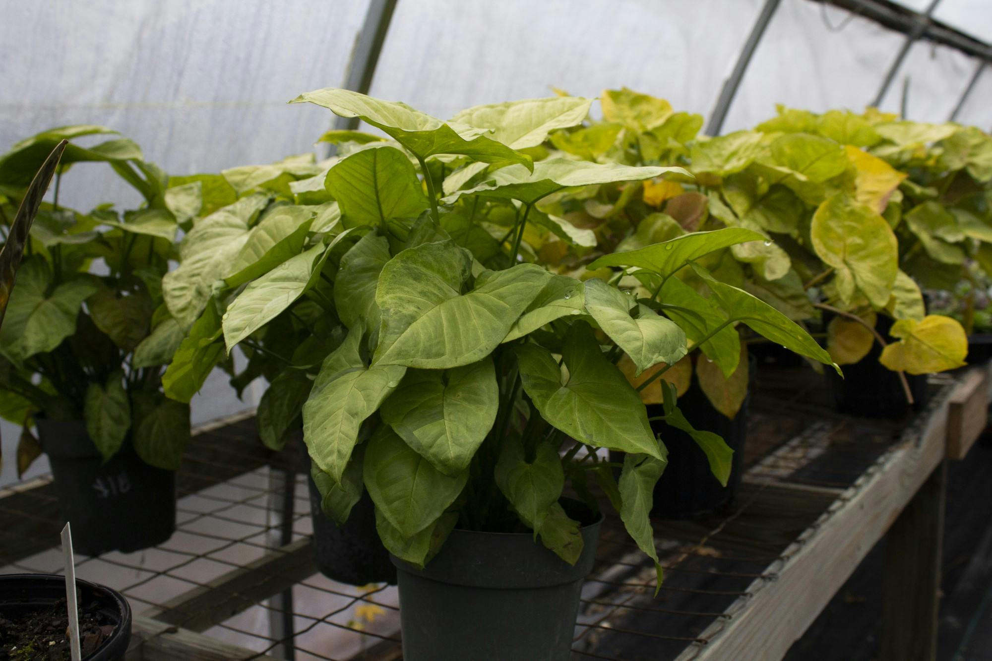 ARROWHEAD- Syngonium podophyllum, otherwise known as the arrowhead plant, is recommended for low light, which is great for rooms with only one window. To give these plants the best chance at growth, they do require water up to twice a week. As soon as the soil is dry, give your plant a good drink. These plants also love high humidity, so set it in your bathroom while you shower every two to three days to let it soak up that much-needed humidity. Since this is a tropical plant, it will be lush and fast-growing if given the proper care.