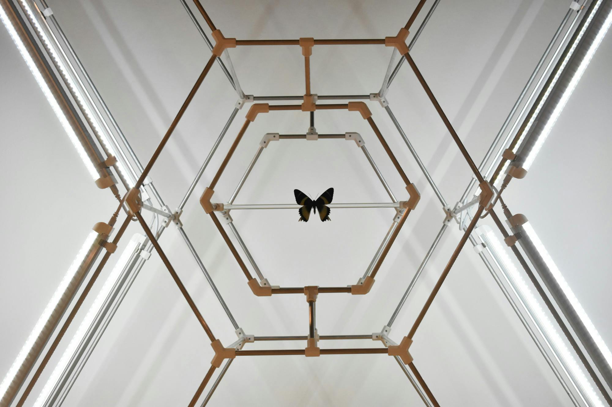 "Anthropocene Hex Sign" by Eli Kessler uses the butterfly species Parnassius Phoebus and Alcides Orontes to create a hive-like structure housing the butterflies. The sculpture is created with aluminum, 3D-printed PLA plastic and LED lights.