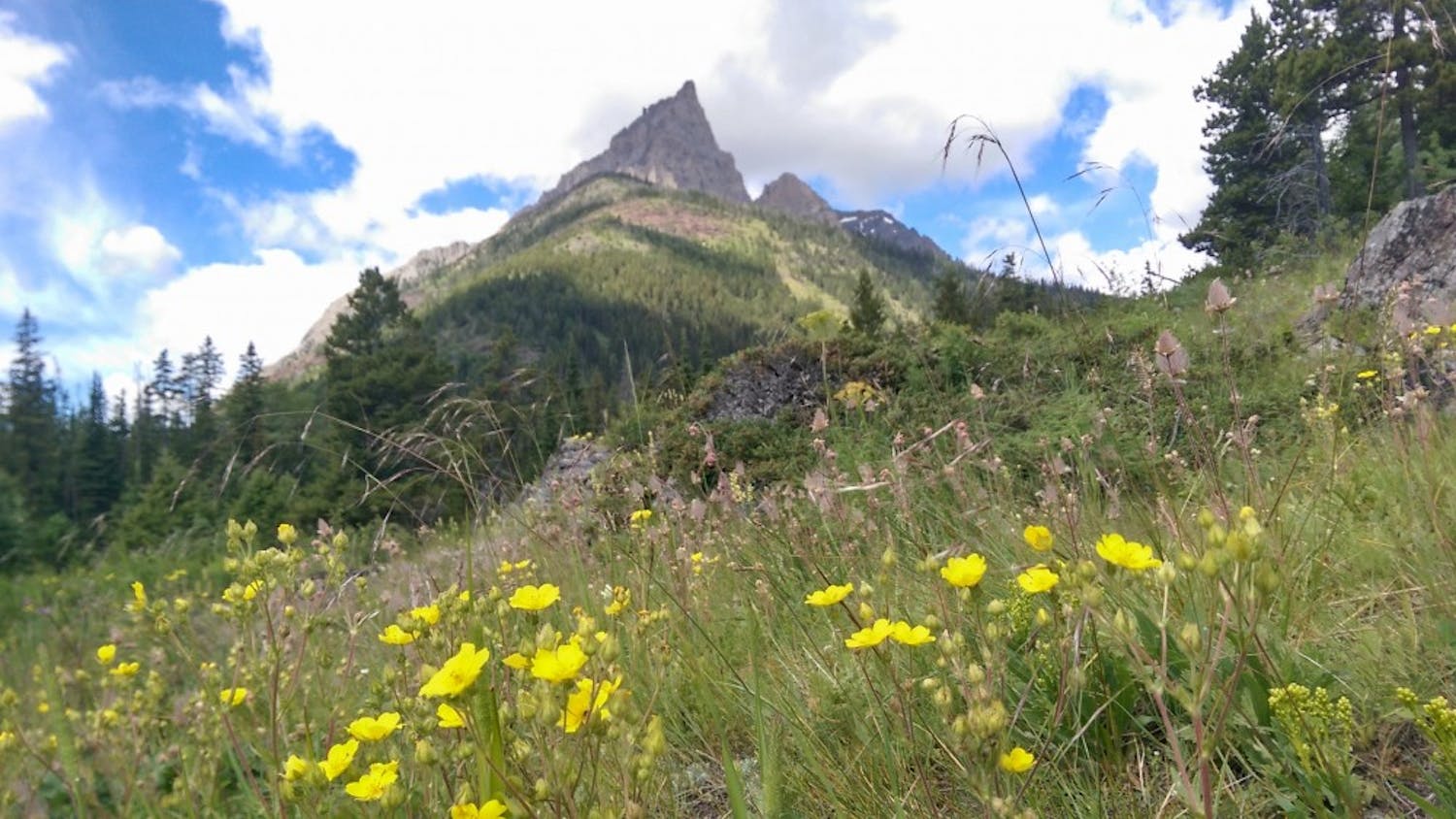 Wildflowers bloom in front of a mountain in&nbsp;Glacier National Park.