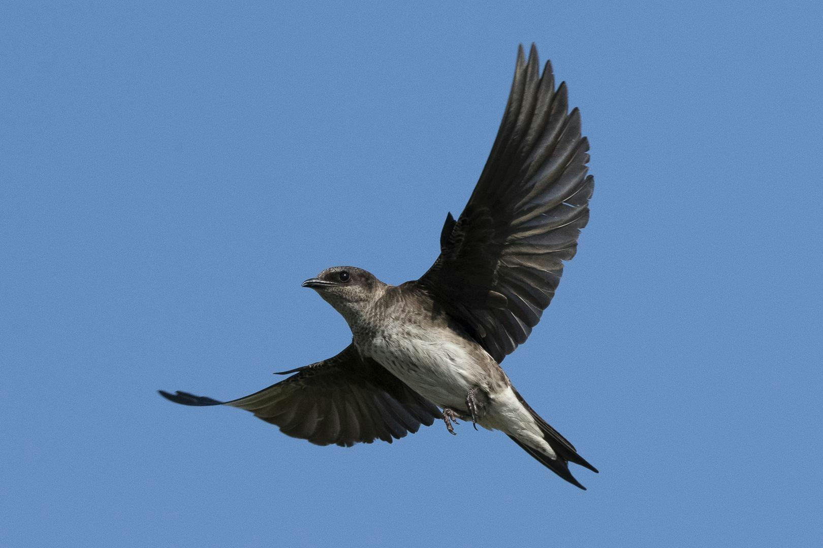 FILE — A purple martin flies in the sky. Purple martins are birds native to eastern North America and spend much of their time foraging for food.