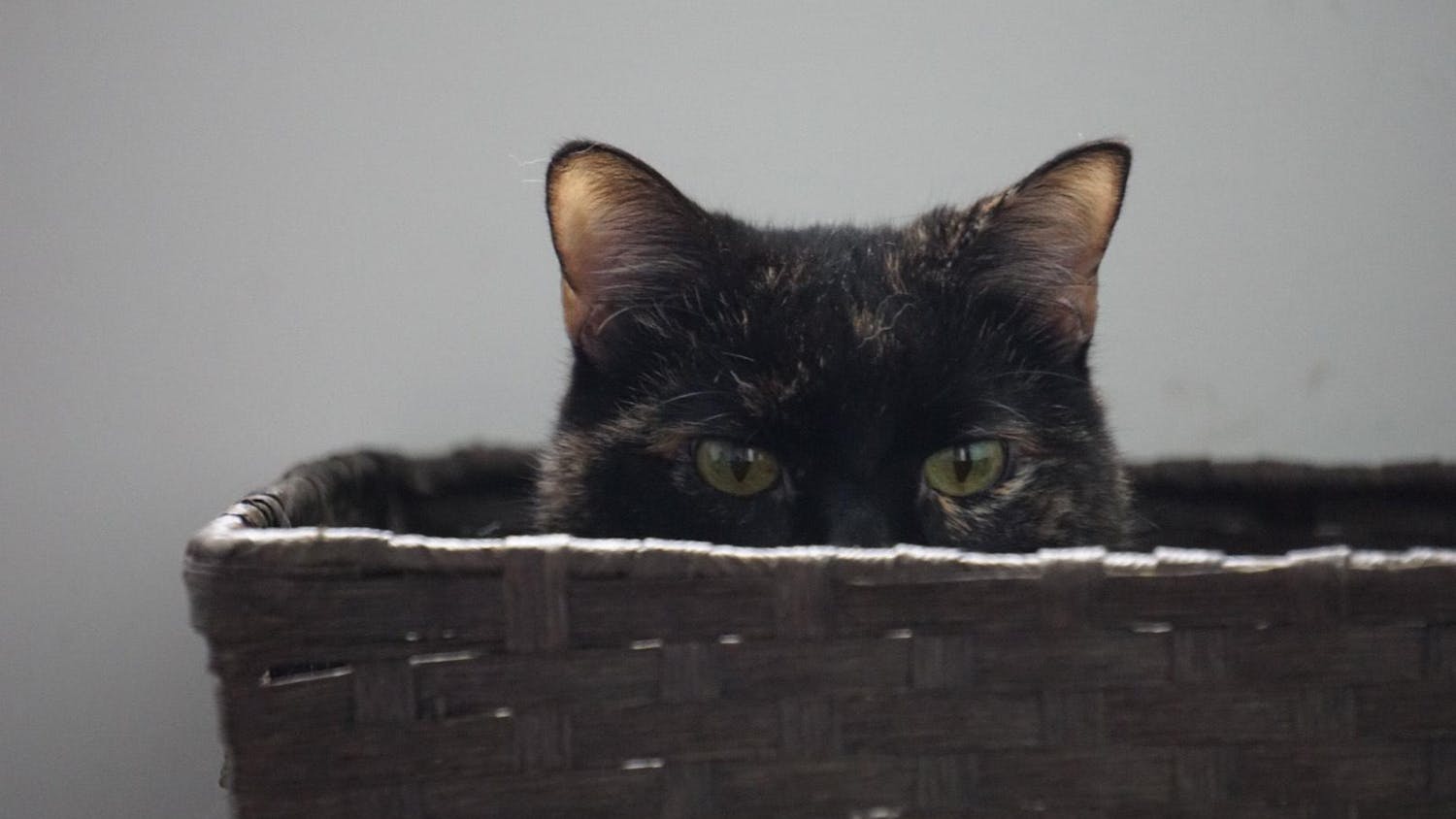 An American shorthair cat peeks out of a laundry basket as it plays on Sept. 7, 2025. Pet shelters such as Pawmetto Lifeline have dogs and cats up for adoption by appointments Mondays through Thursdays and walk-ins on Saturdays.