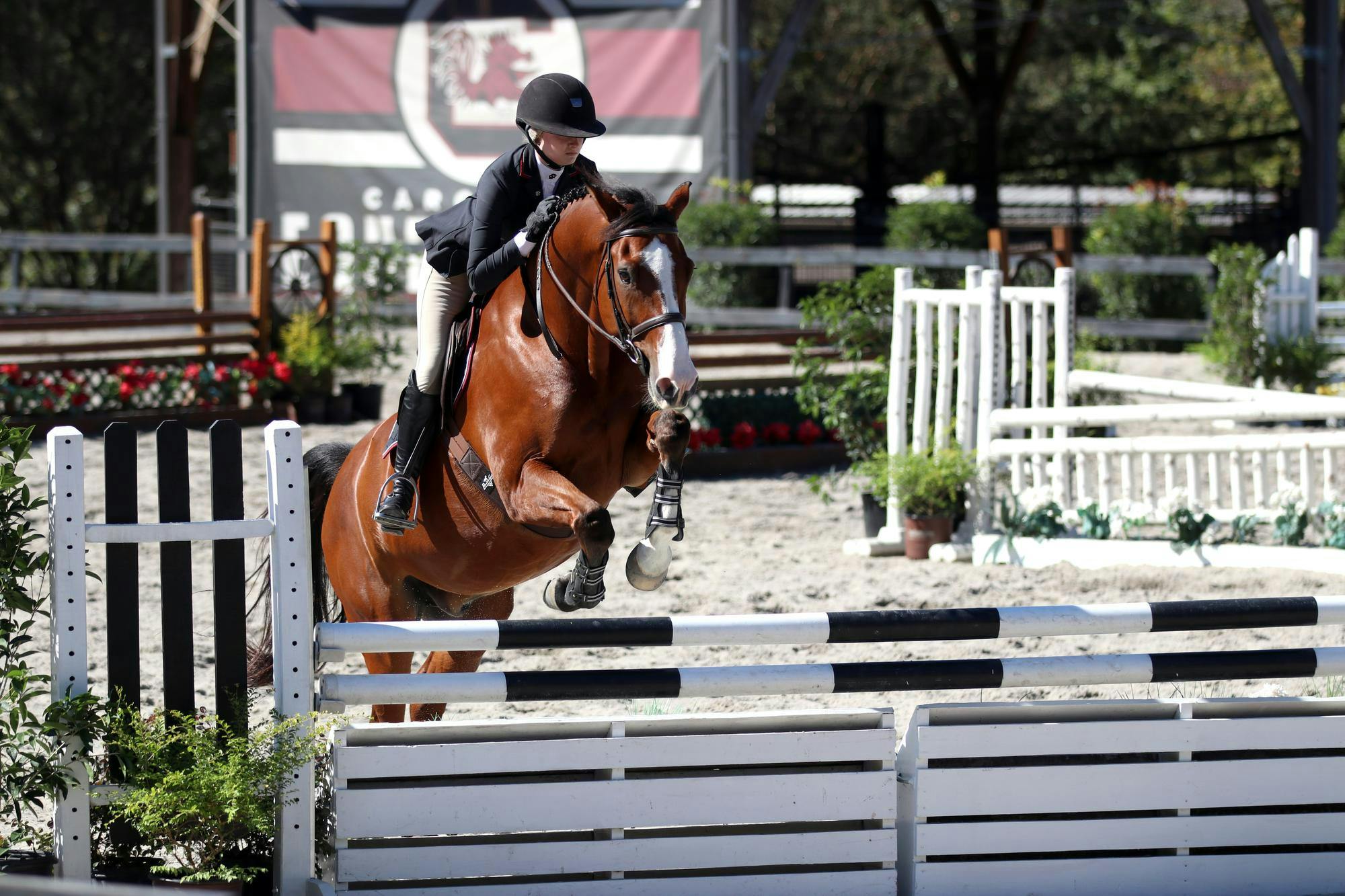 Flat and fences junior Grace Rabb jumps Nino in the second half of the fences division against Texas A&amp;M at One Wood Farm on Oct. 17, 2025. Rabb scored a 93 with her round, earning the Gamecocks a point.