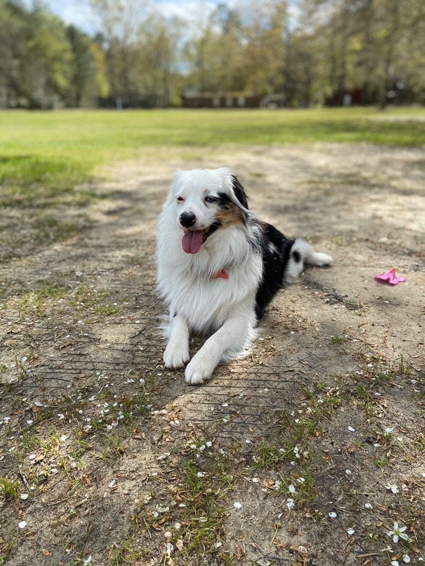 Shep loves to open Christmas presents, and his favorite toy is a stuffed hedgehog.