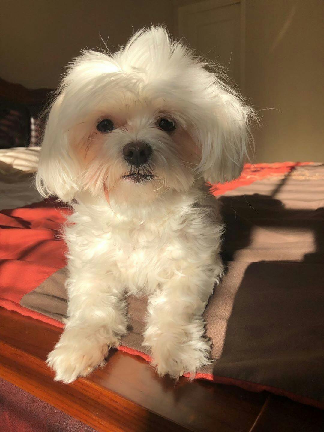 Princess loves to watch Love is Blind.