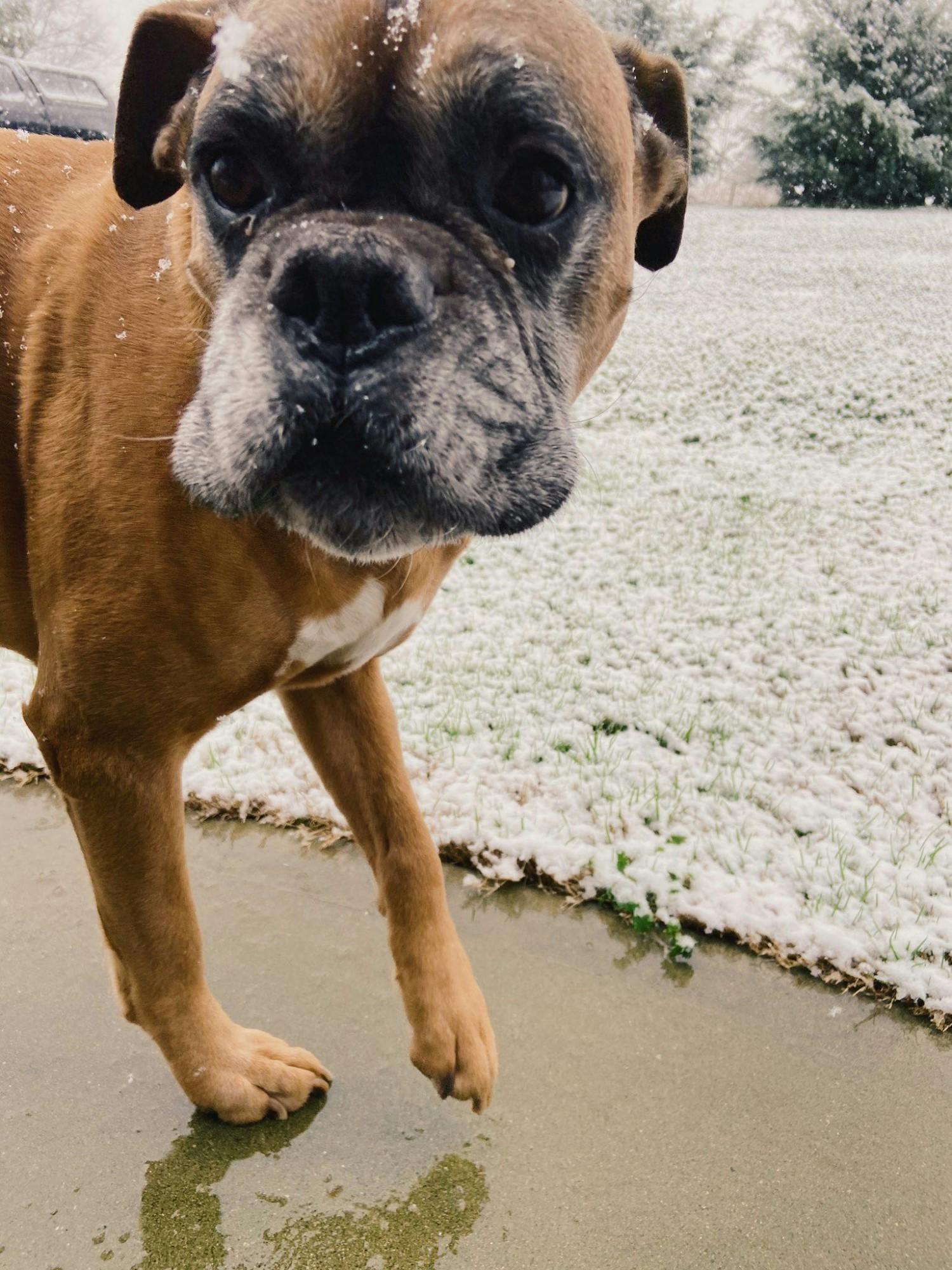 Muggsy loves peanut butter.