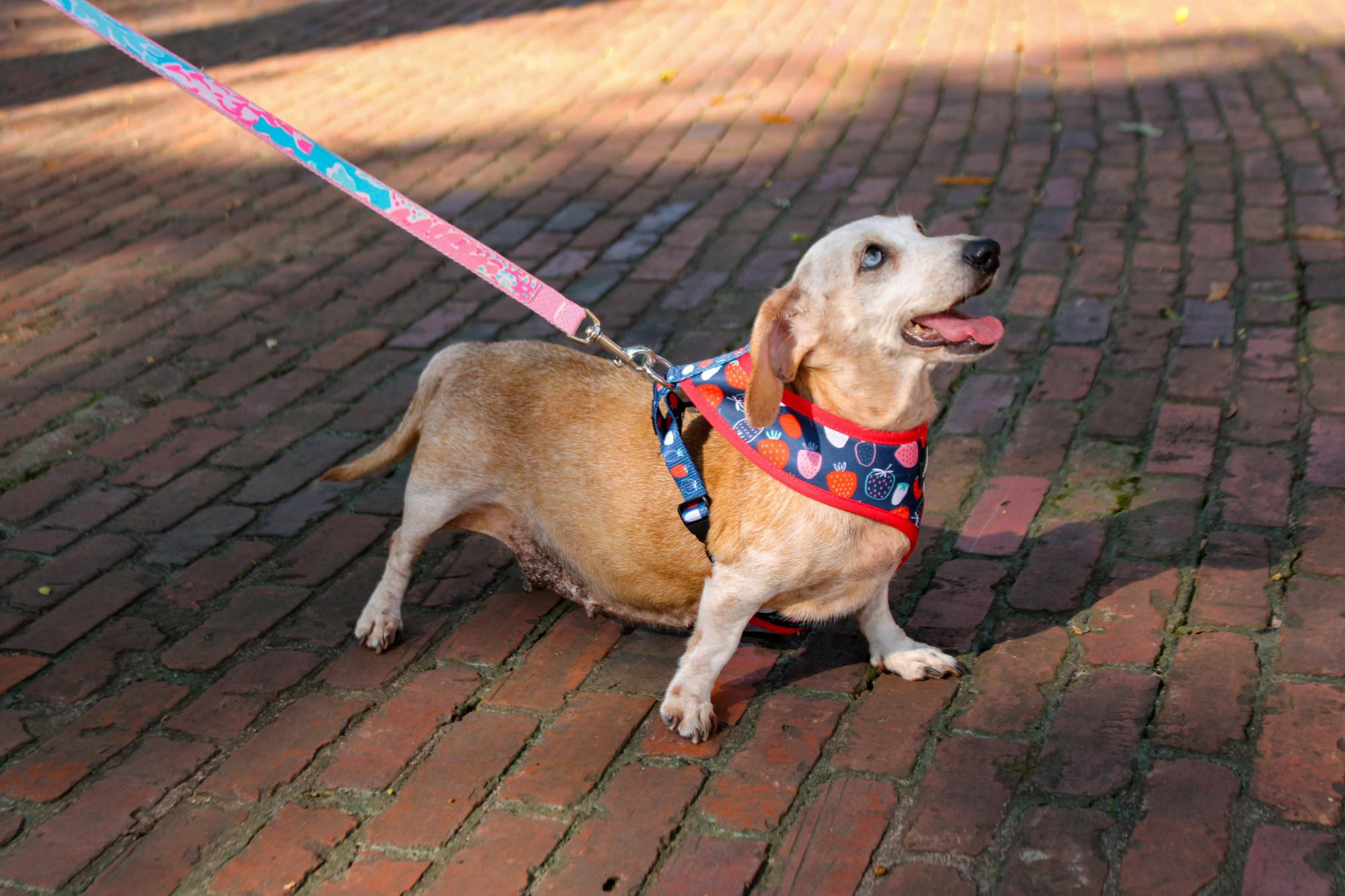 A tan and white Dachshund stretches on a brick pathway in the USC Horseshoe on Sept. 17, 2022. The Columbia dog-walking group gathered with their furry friends for a walk through USC's Horseshoe on Saturday morning.