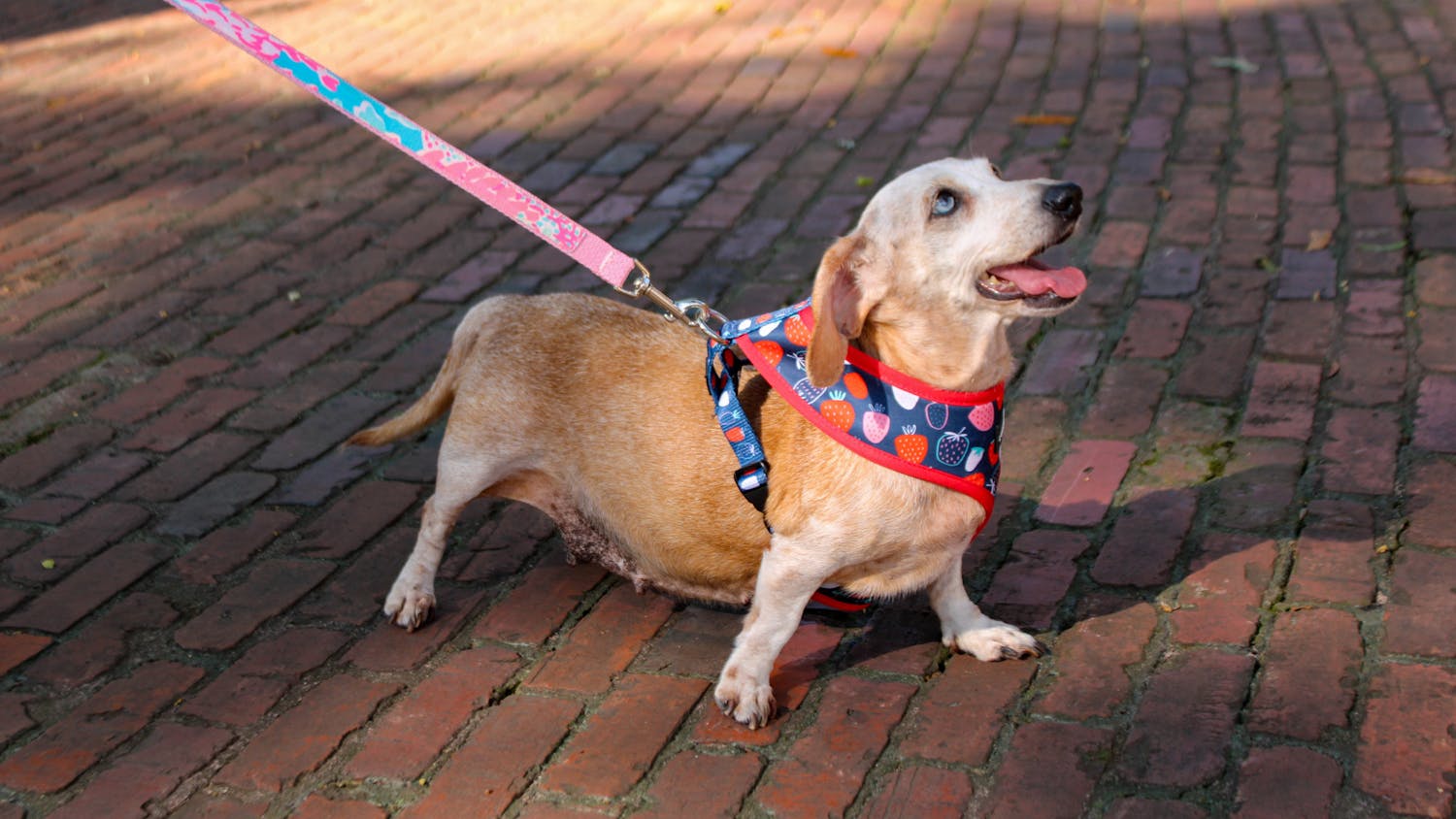 A tan and white Dachshund stretches on a brick pathway in the USC Horseshoe on Sept. 17, 2022. The Columbia dog-walking group gathered with their furry friends for a walk through USC's Horseshoe on Saturday morning.