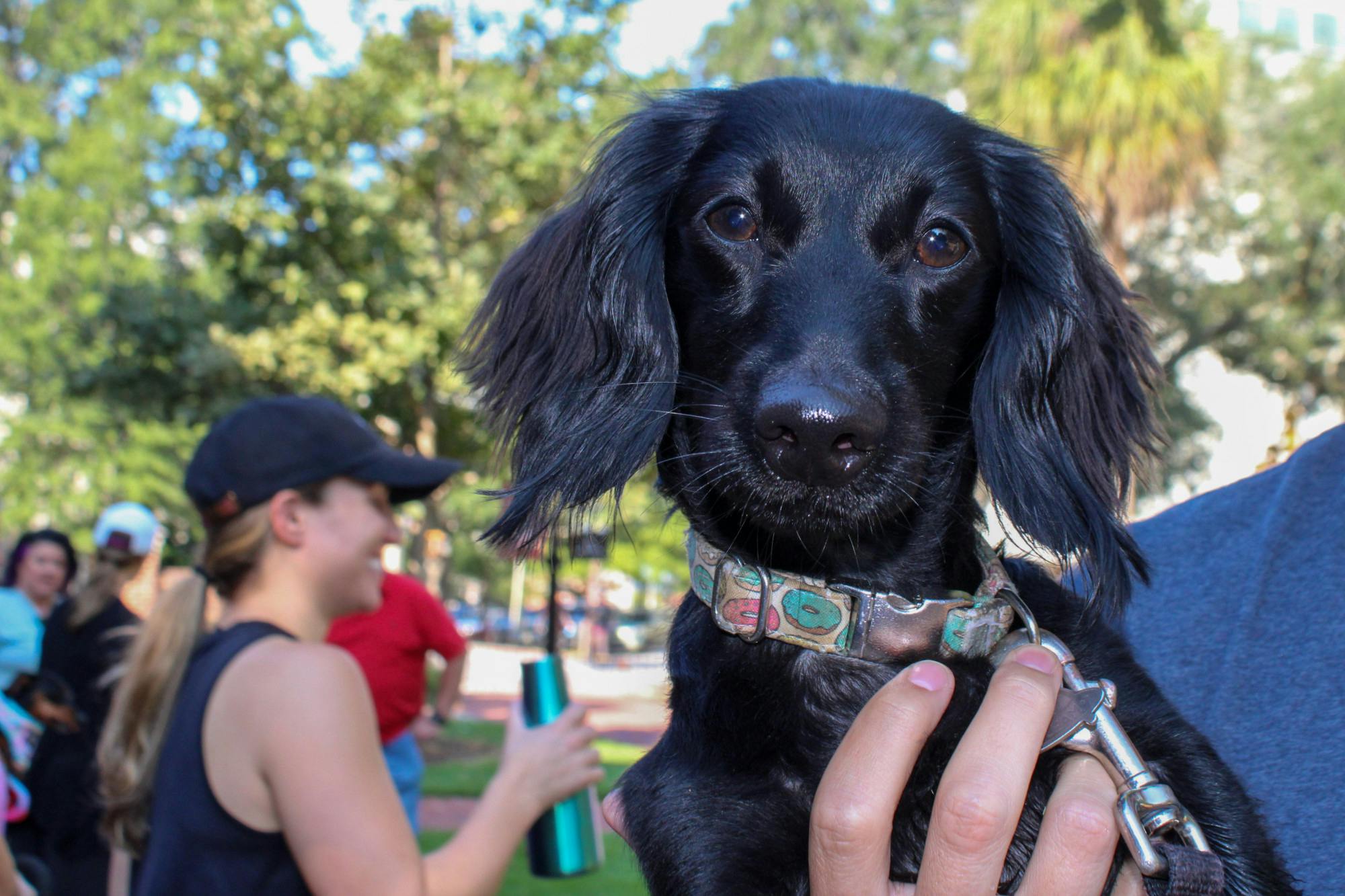 A dog walk participant holds their black dachshund during a social event held by the community dog-walking group Dachshunds of Columbia on Sept. 17, 2022. The group gathered with their furry friends for a walk through USC's Horseshoe on Saturday morning.