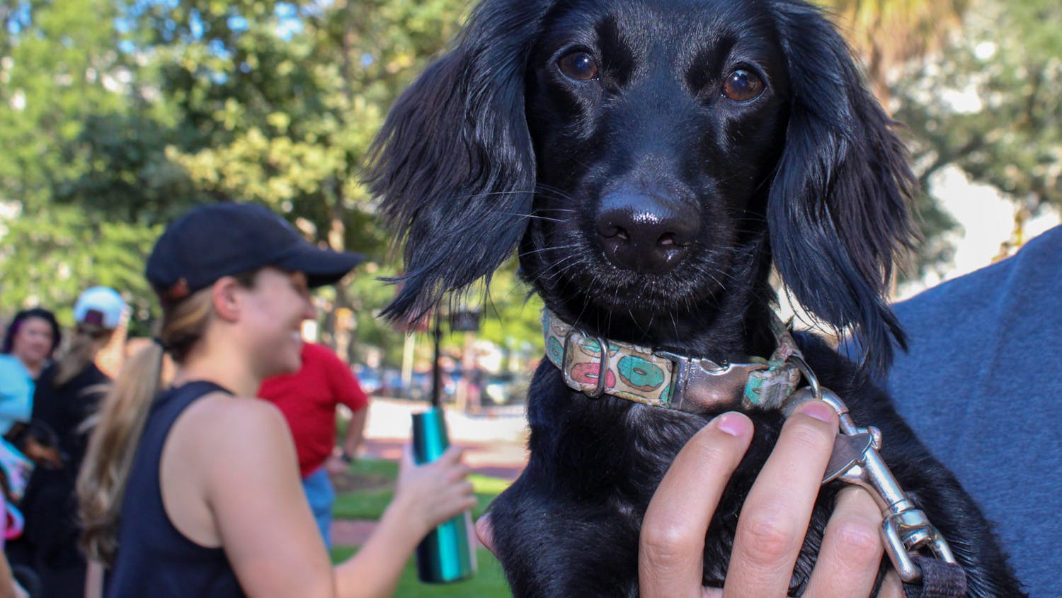 A dog walk participant holds their black dachshund during a social event held by the community dog-walking group Dachshunds of Columbia on Sept. 17, 2022. The group gathered with their furry friends for a walk through USC's Horseshoe on Saturday morning.