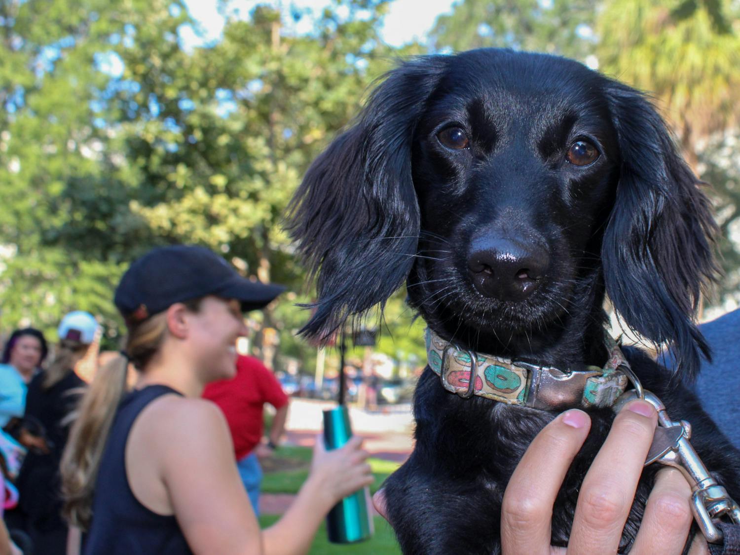 A dog walk participant holds their black dachshund during a social event held by the community dog-walking group Dachshunds of Columbia on Sept. 17, 2022. The group gathered with their furry friends for a walk through USC's Horseshoe on Saturday morning.