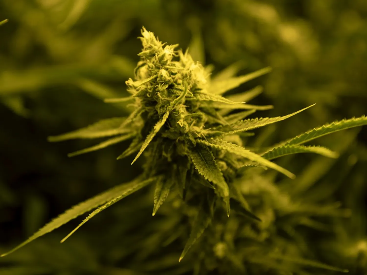 After years of slow growth and low patient count in Illinois' medical cannabis program, cultivators around the state are expanding their growing capabilities. Marijuana plants grow under lights at Cresco Labs medical marijuana cultivation facility on August 8, 2018, in Joliet, Ill. (Erin Hooley/Chicago Tribune/TNS)