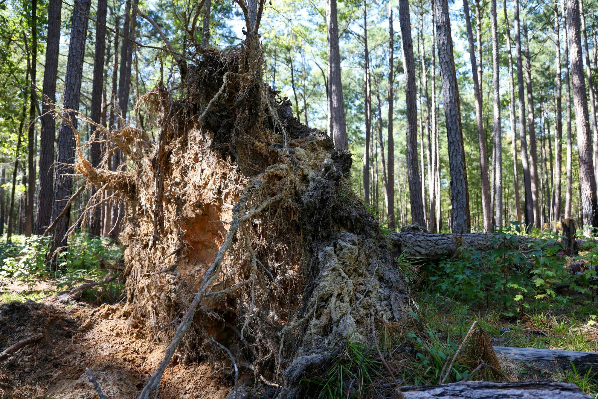 An uprooted tree lays in the forest in Congaree National Park on Oct. 20, 2024. Park staff spent several days clearing large debris from the trails after Hurricane Helene.