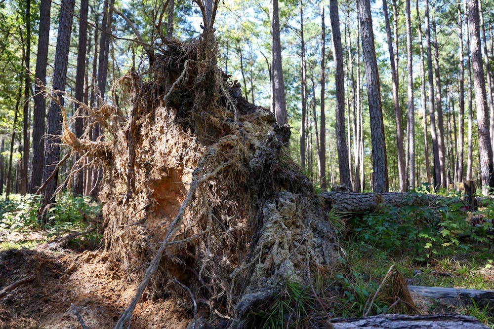 <p>An uprooted tree lays in the forest in Congaree National Park on Oct. 20, 2024. Park staff spent several days clearing large debris from the trails after Hurricane Helene.</p>