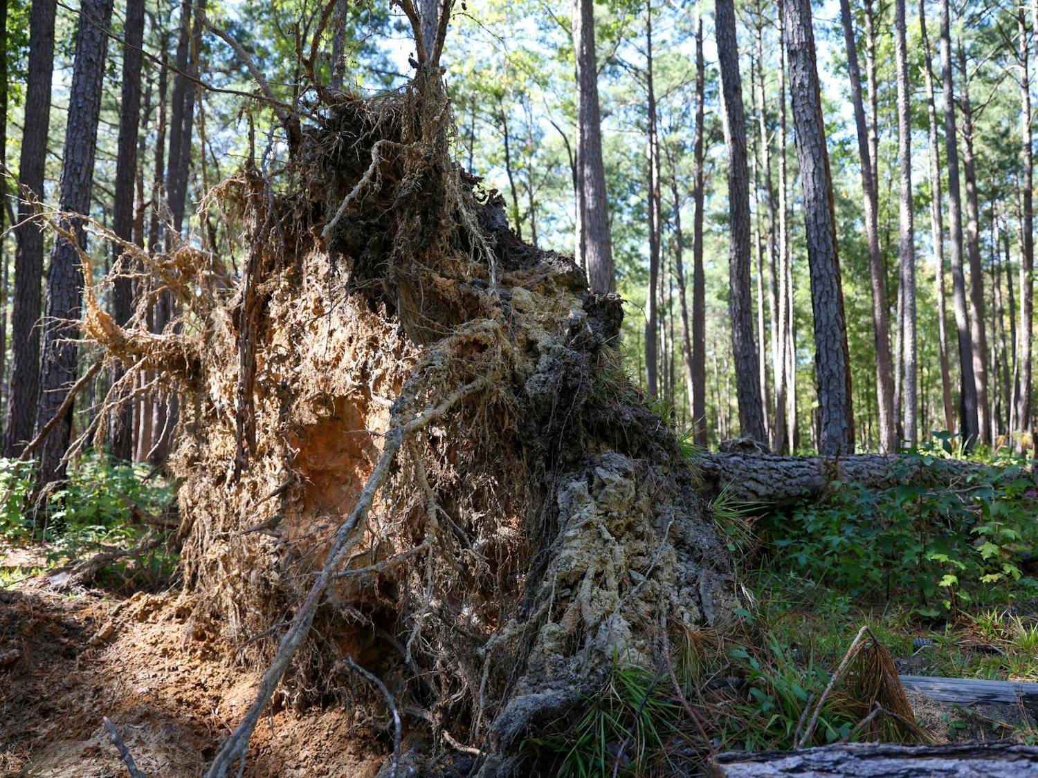 An uprooted tree lays in the forest in Congaree National Park on Oct. 20, 2024. Park staff spent several days clearing large debris from the trails after Hurricane Helene.
