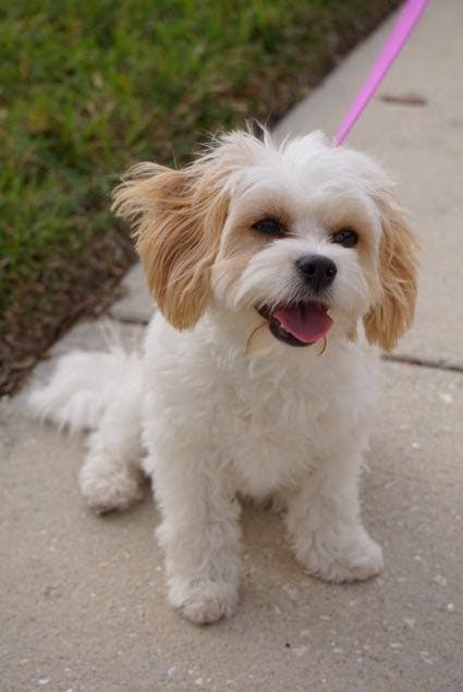 Maple is from Lakewood Ranch, Florida.