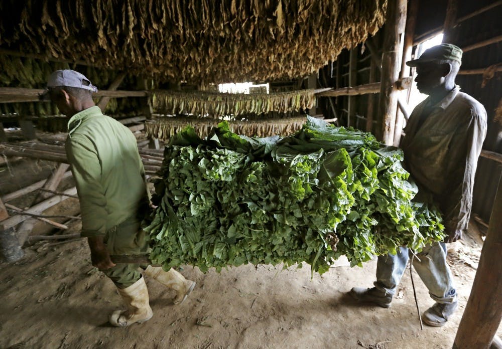 Jesus Gerald Perez, 47, left, and Alfonso Sanchez Lopez, 63, carry a load of tobacco leaves to be dried at Finca Ramirez, a tobacco farm in Puerta del Golpe, Cuba, on March 24, 2016. (Al Diaz/Miami Herald/TNS)
