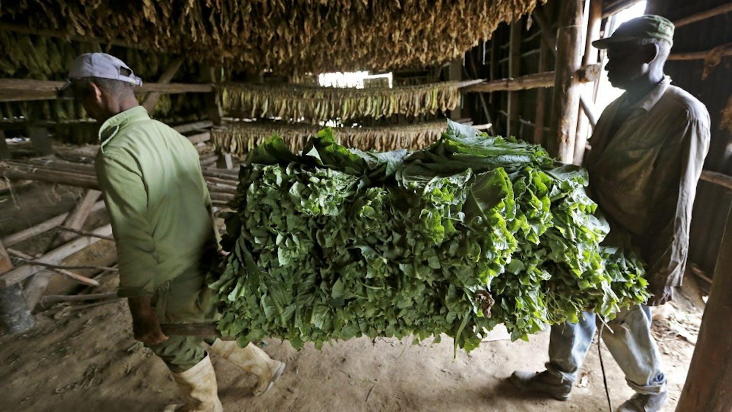 Jesus Gerald Perez, 47, left, and Alfonso Sanchez Lopez, 63, carry a load of tobacco leaves to be dried at Finca Ramirez, a tobacco farm in Puerta del Golpe, Cuba, on March 24, 2016. (Al Diaz/Miami Herald/TNS)