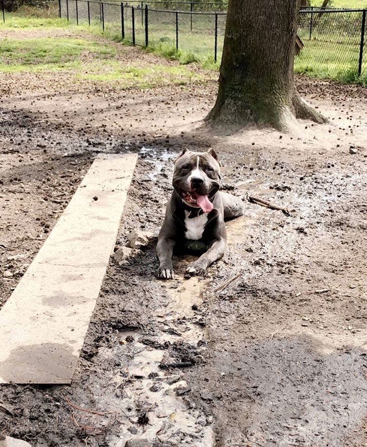 Beau thinks he's a lap dog and loves eating carrots.