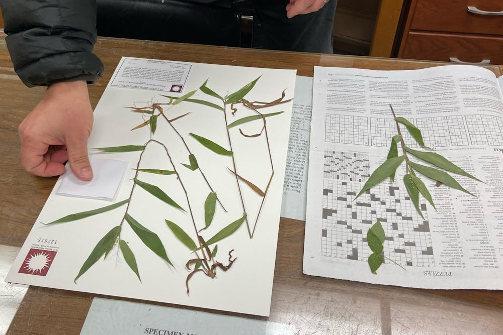 Herrick Brown, curator of the University of South Carolina’s A.C. Moore Herbarium, works to create a pressing of a specimen to file. The herbarium's records are used to track plant populations throughout South Carolina and the world.
