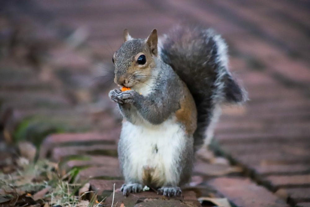 <p>FILE - A squirrel eats on one of the various brick-lined paths on the Horseshoe in the center of the University of South Carolina Campus on Jan. 30, 2023. The Horseshoe is one of many places on campus where students can sit and observe members of the campus squirrel population.</p>