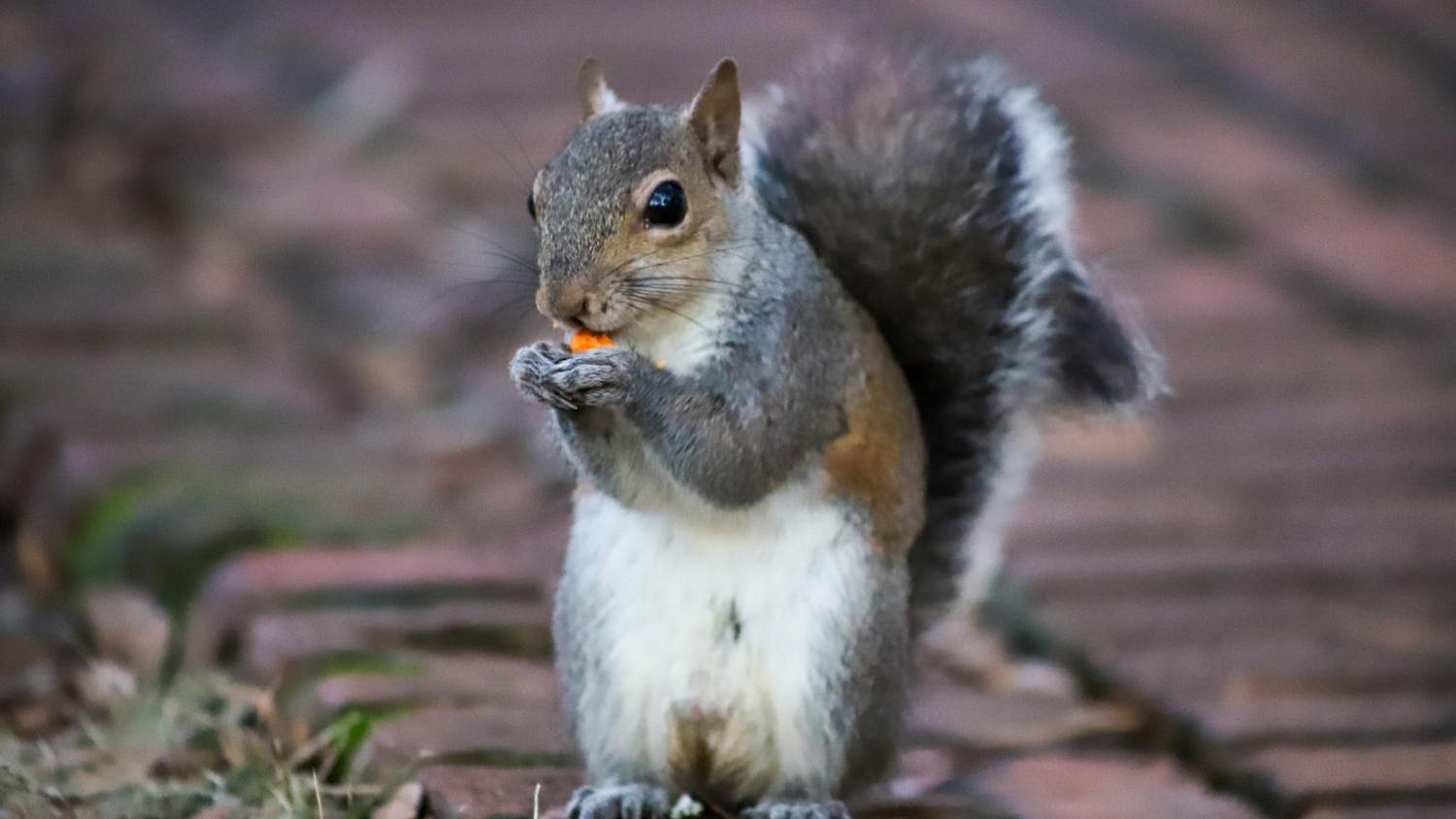 FILE - A squirrel eats on one of the various brick-lined paths on the Horseshoe in the center of the University of South Carolina Campus on Jan. 30, 2023. The Horseshoe is one of many places on campus where students can sit and observe members of the campus squirrel population.