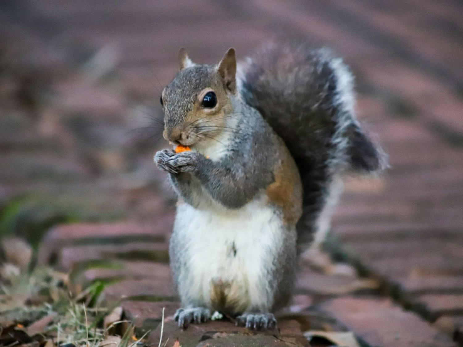FILE - A squirrel eats on one of the various brick-lined paths on the Horseshoe in the center of the University of South Carolina Campus on Jan. 30, 2023. The Horseshoe is one of many places on campus where students can sit and observe members of the campus squirrel population.