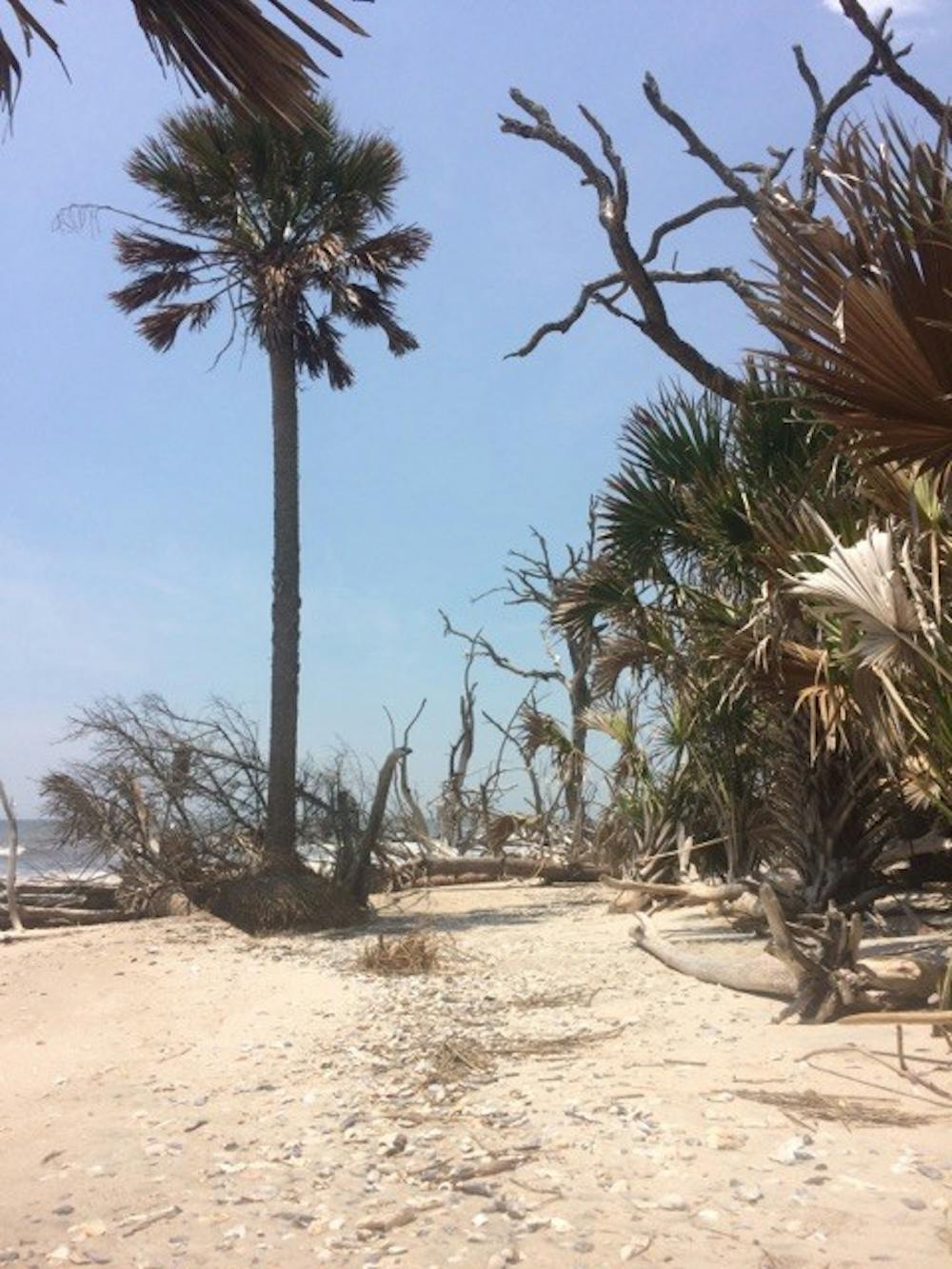 <p>The tree skeletons and palm trees at Botany Bay provide an excellent photo opportunity and are scenic additions to a quiet afternoon spent at Botany Bay.</p>