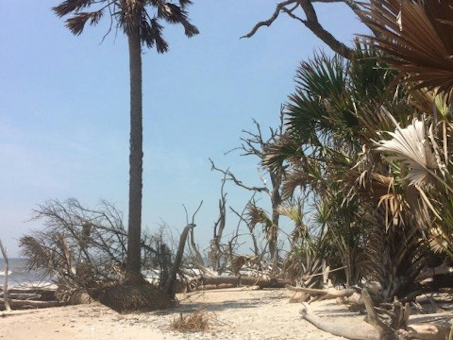 The tree skeletons and palm trees at Botany Bay provide an excellent photo opportunity and are scenic additions to a quiet afternoon spent at Botany Bay.