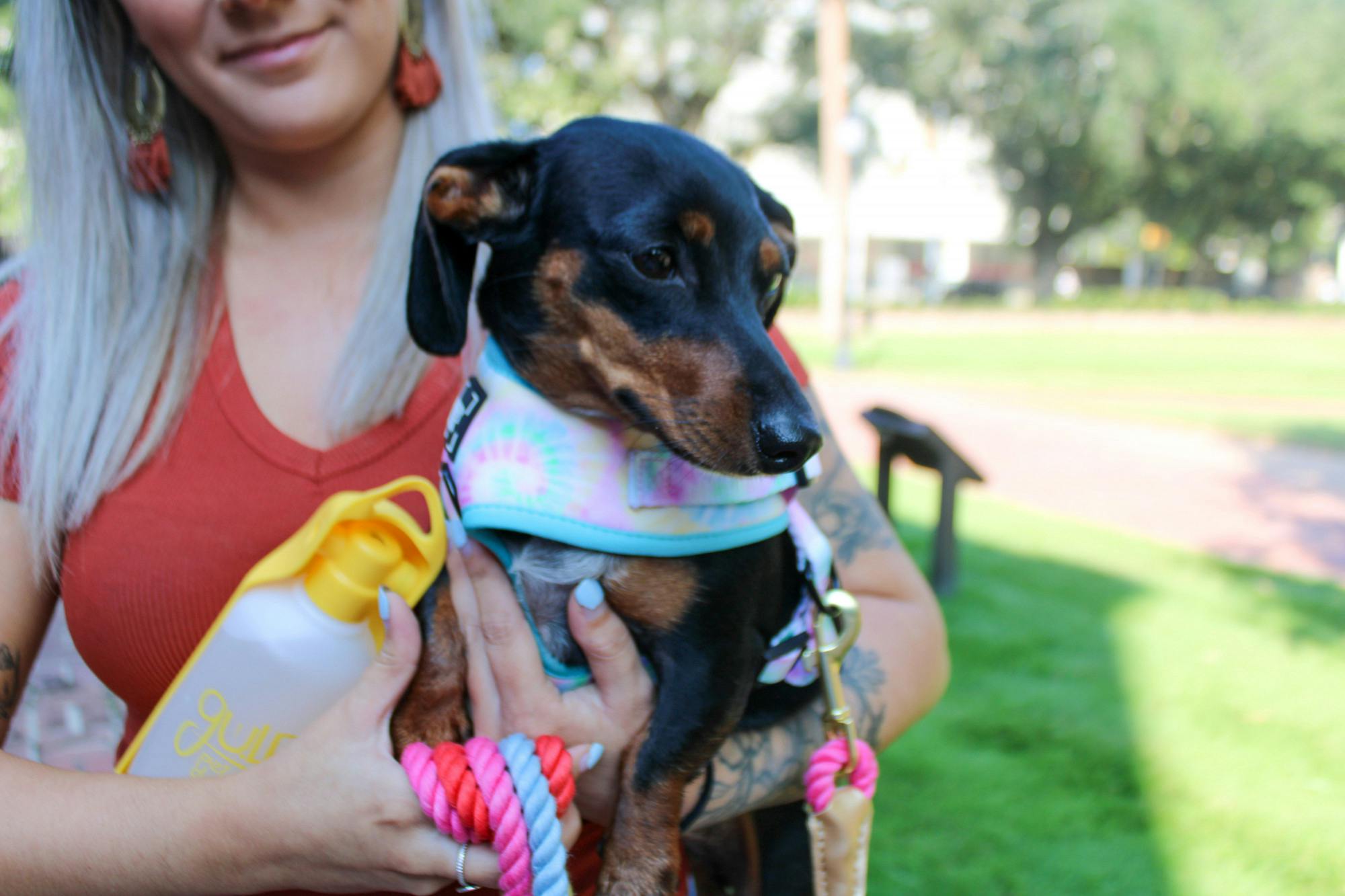 A dog walk participant holds their black and brown dachshund during a social event held by the community dog-walking group Dachshunds of Columbia on Sept. 17, 2022. The group gathered with their furry friends for a walk through USC's Horseshoe on Saturday morning.