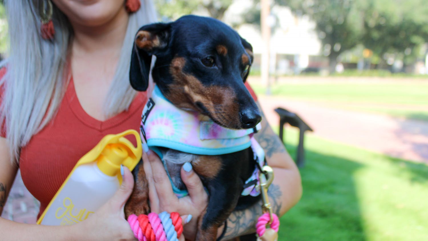 A dog walk participant holds their black and brown dachshund during a social event held by the community dog-walking group Dachshunds of Columbia on Sept. 17, 2022. The group gathered with their furry friends for a walk through USC's Horseshoe on Saturday morning.