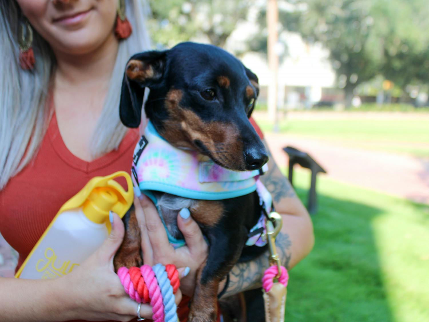 A dog walk participant holds their black and brown dachshund during a social event held by the community dog-walking group Dachshunds of Columbia on Sept. 17, 2022. The group gathered with their furry friends for a walk through USC's Horseshoe on Saturday morning.
