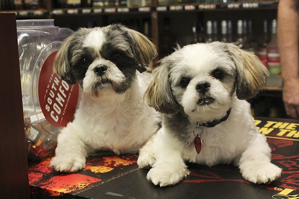 <p>Yong Alverson’s Shih Tzus Scooby and Scrappy pose for a photo on the counter of Jimmie and Son.<br>
</p>