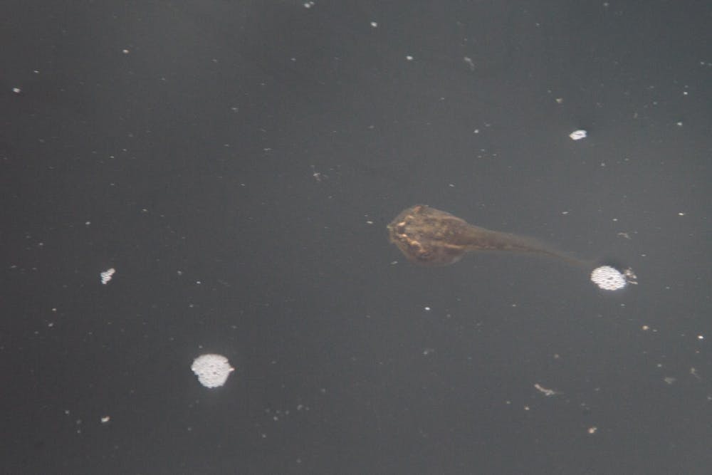 <p>A tadpole swims in the Thomas Cooper Fountain and Reflecting Pool on June 27, 2022. This tadpole is among many that have made their homes in and around the fountain.&nbsp;</p>
