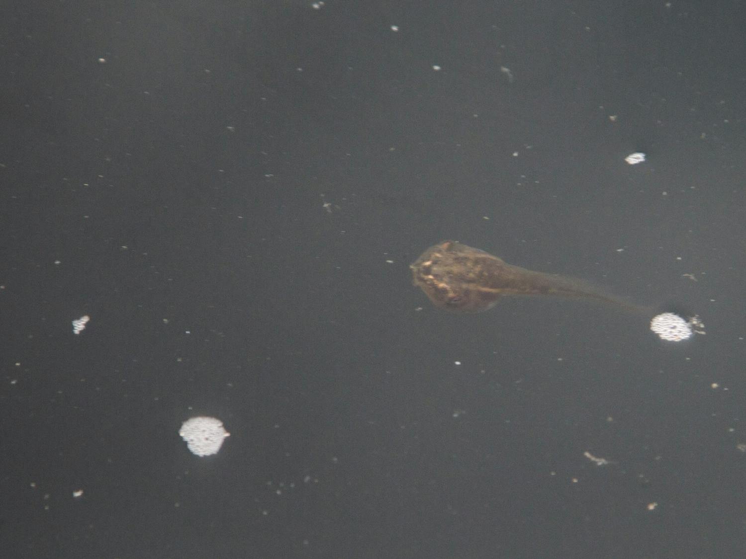 A tadpole swims in the Thomas Cooper Fountain and Reflecting Pool on June 27, 2022. This tadpole is among many that have made their homes in and around the fountain.&nbsp;