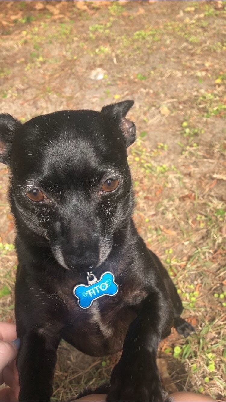 Tito wags his tail in a circle.