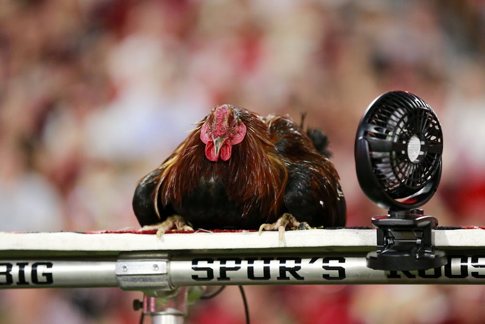 <p>Sir Big Spur traveled to Athens, Georgia, for South Carolina's game against Georgia on Sept. 18, 2021. USC's live mascot will keep its original name after weeks of talk about changing it.&nbsp;</p>
