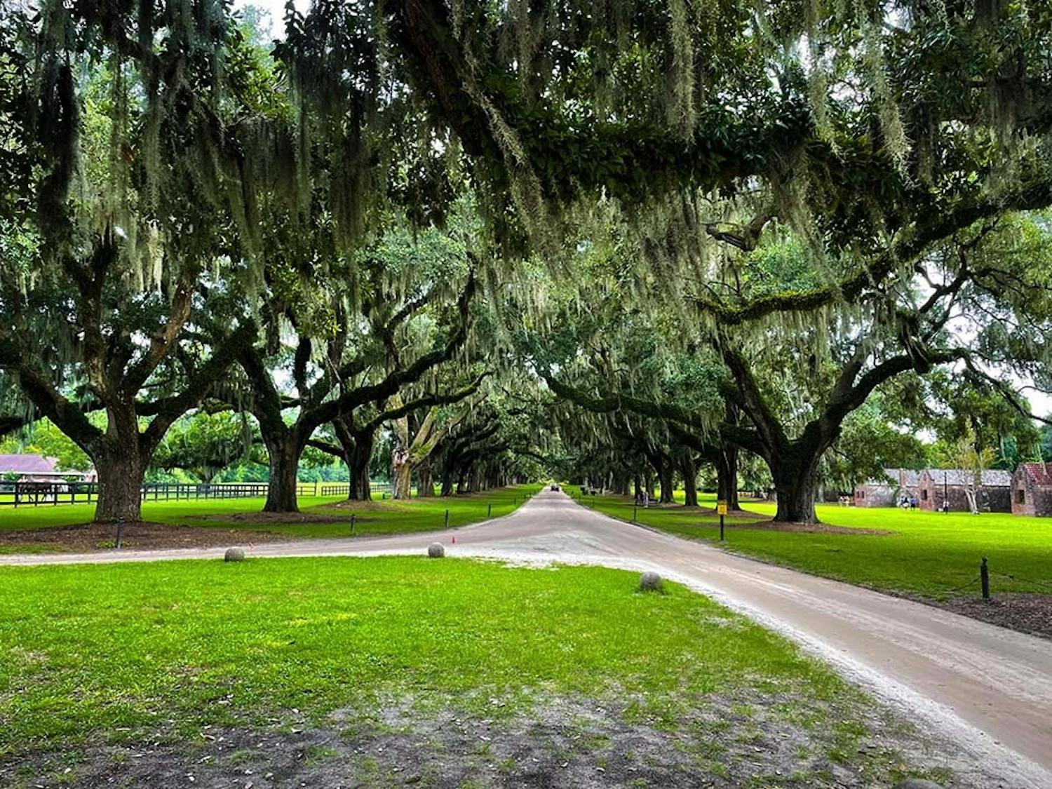 A row of angel oak trees lining the drive to the main house on the Boone Hall Plantation with the slave quarters nearby. Boone Hall is a tourist site that educates visitors about the history of slavery and about the role of enslaved people on the plantation.