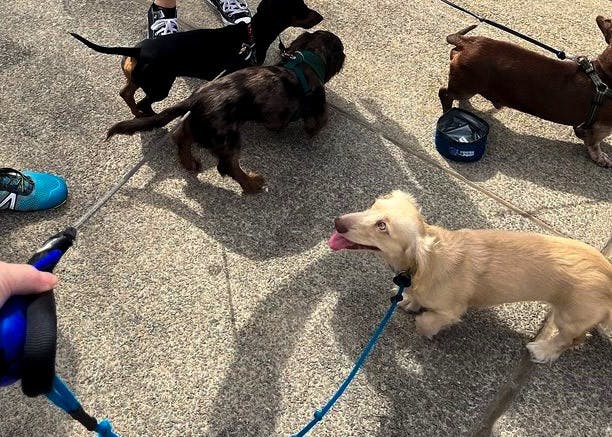 A group of dachshunds and their owners crowd around steps in Columbia, SC during a dog walk in July.