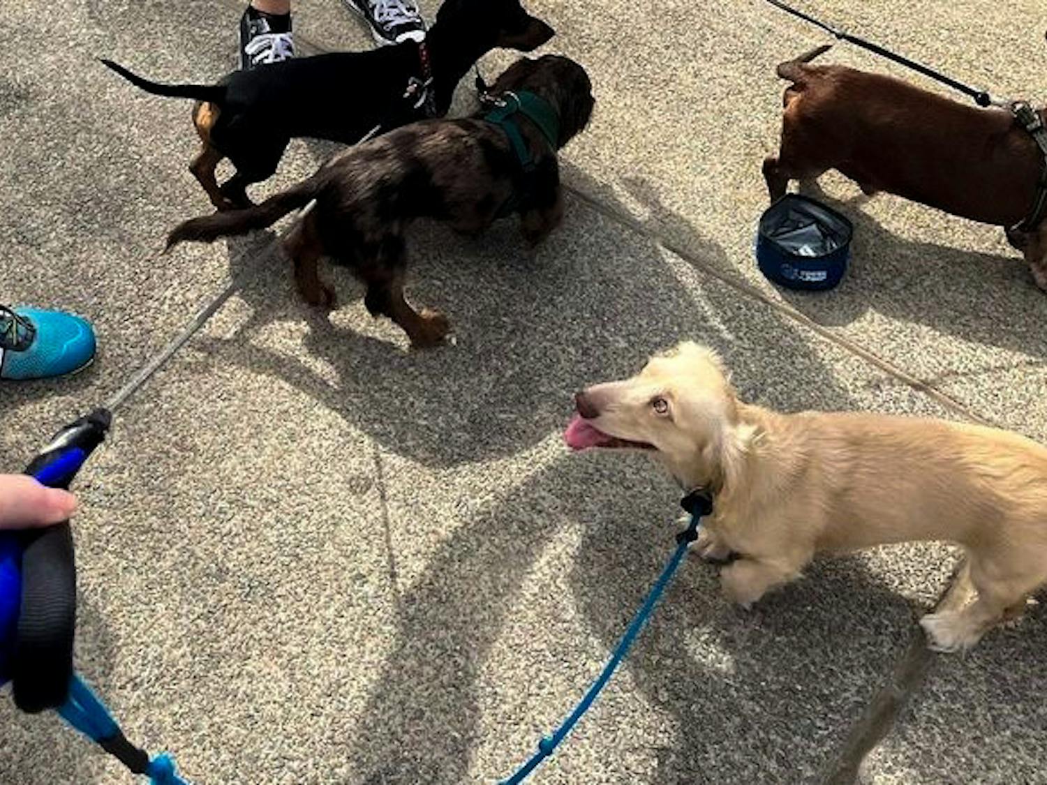 A group of dachshunds and their owners crowd around steps in Columbia, SC during a dog walk in July.